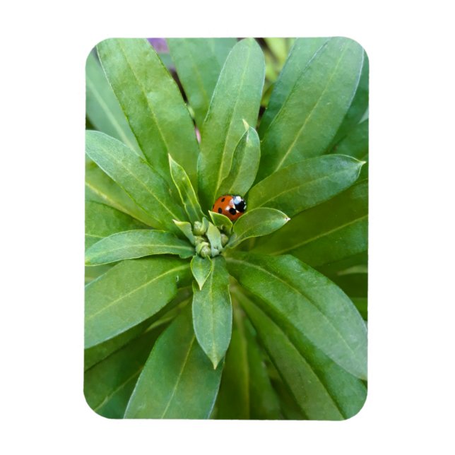 Imán Ladybug en Flores (Vertical)