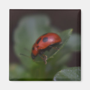 Imán Ladybug en Flores