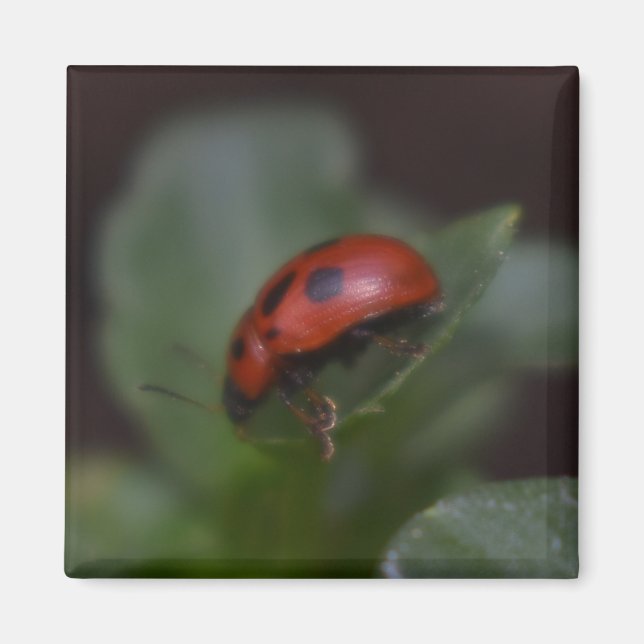Imán Ladybug en Flores (Frente)