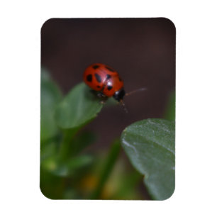 Imán Ladybug en Flores