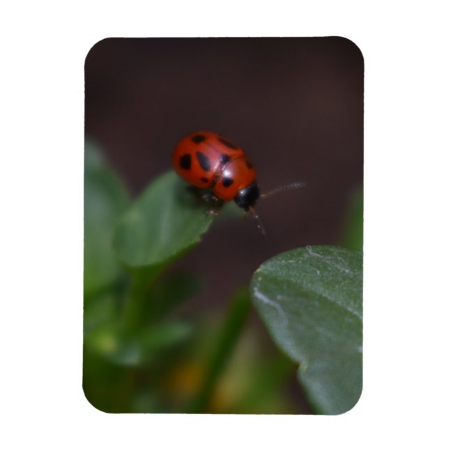 Imán Ladybug en Flores (Vertical)