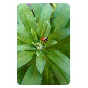 Imán Ladybug en Flores