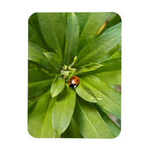 Imán Ladybug en Flores