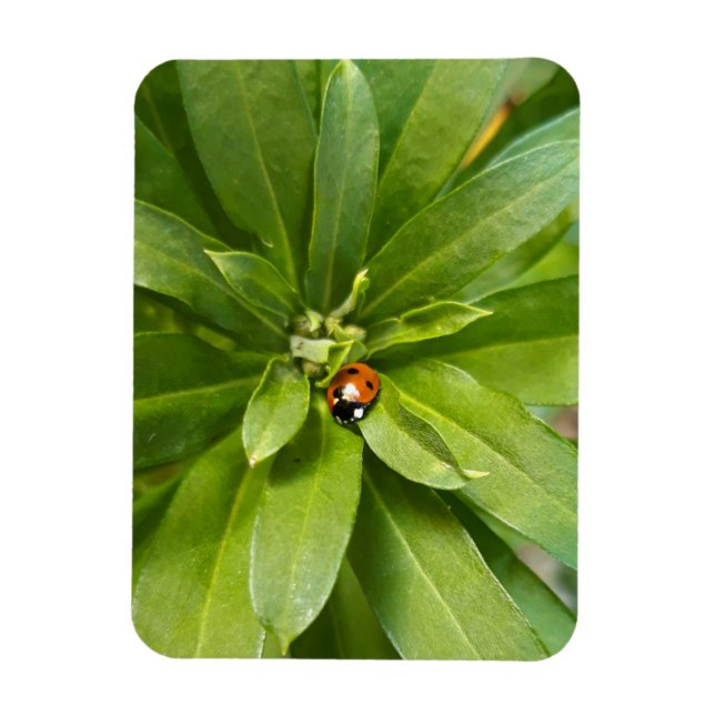 Imán Ladybug en Flores (Vertical)