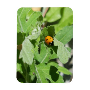Imán Ladybug en Flores