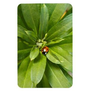 Imán Ladybug en Flores