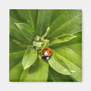 Imán Ladybug en Flores