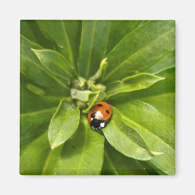 Imán Ladybug en Flores (Frente)