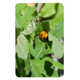 Imán Ladybug en Flores