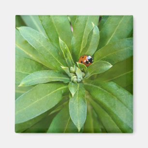 Imán Ladybug en Flores