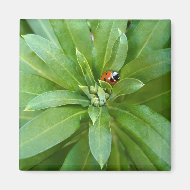 Imán Ladybug en Flores (Frente)