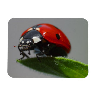 Imán Ladybug en la hoja