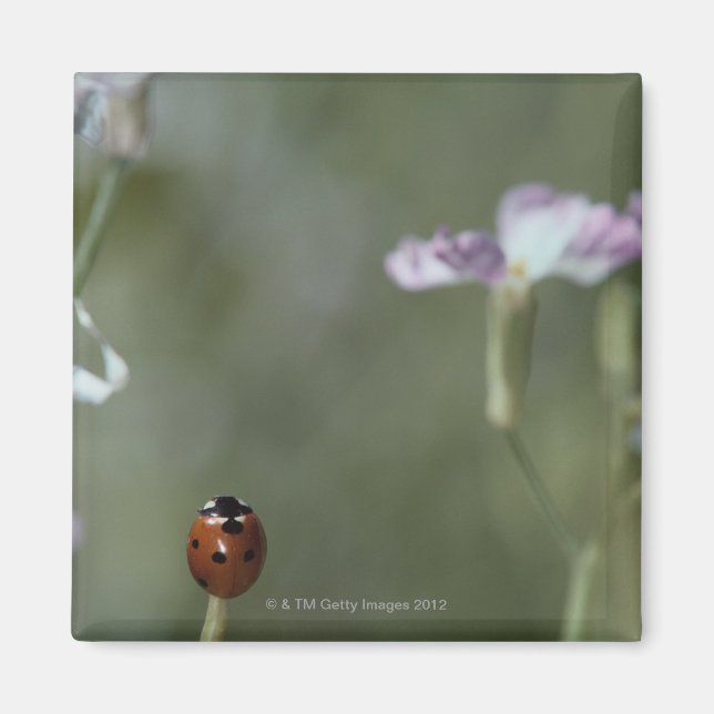 Imán Ladybug en Stem (Frente)