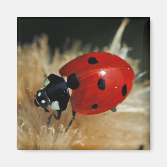 Imán Ladybug - Lady Beetles imnet (Frente)