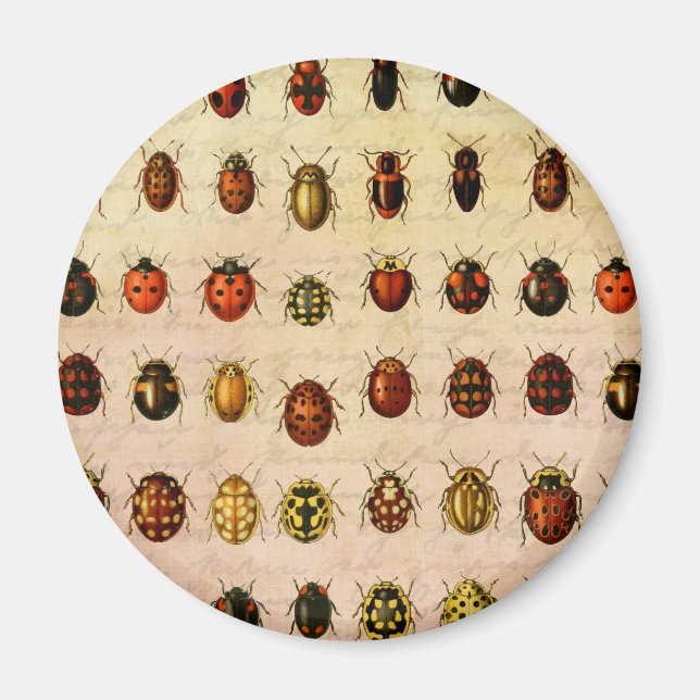 Imán Ladybug Ladybird Beetle Insect Bug (Frente)