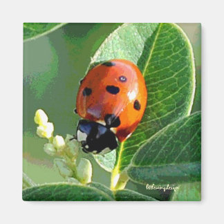 Imán Ladybug Ladybug