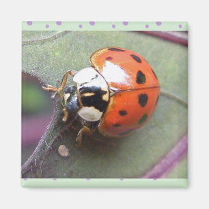 Imán Ladybug Magnet