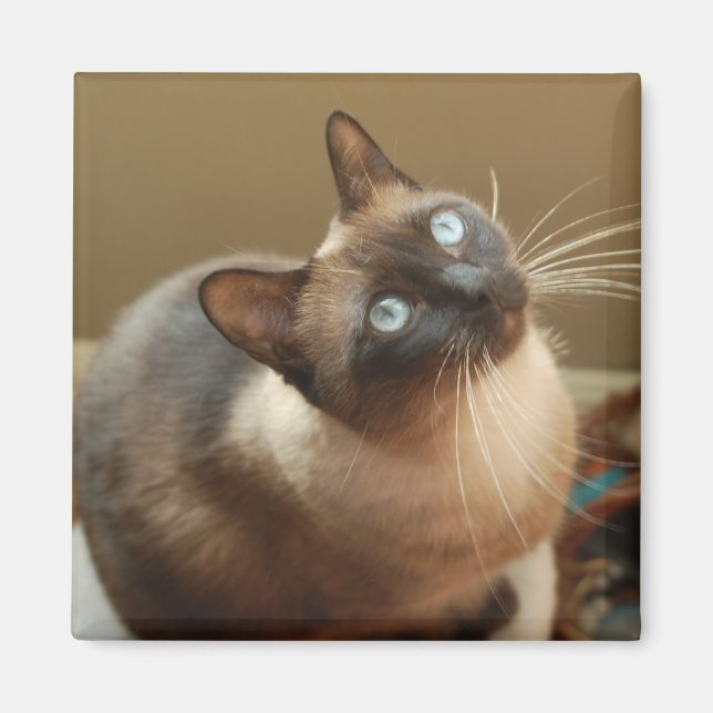 Imán Ladybug Magnet (Frente)