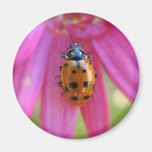 Imán Ladybug Magnet