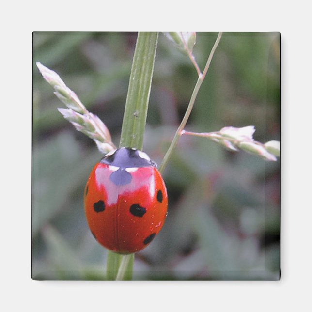 Imán Ladybug Magnet (Frente)