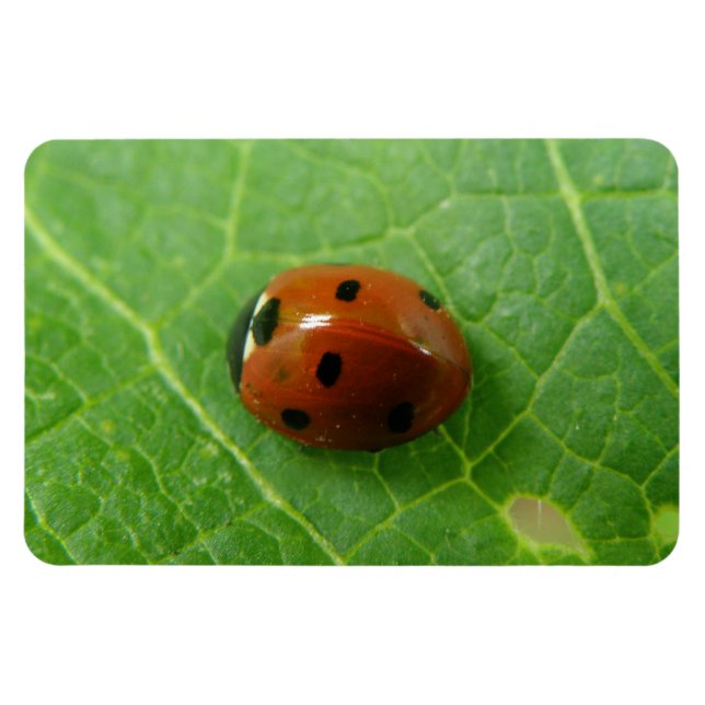 Imán Ladybug Premium Magnet (Horizontal)