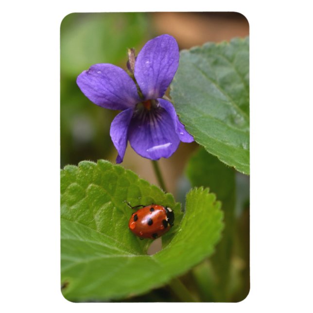 Imán Ladybug sobre las dulces flores violetas (Vertical)
