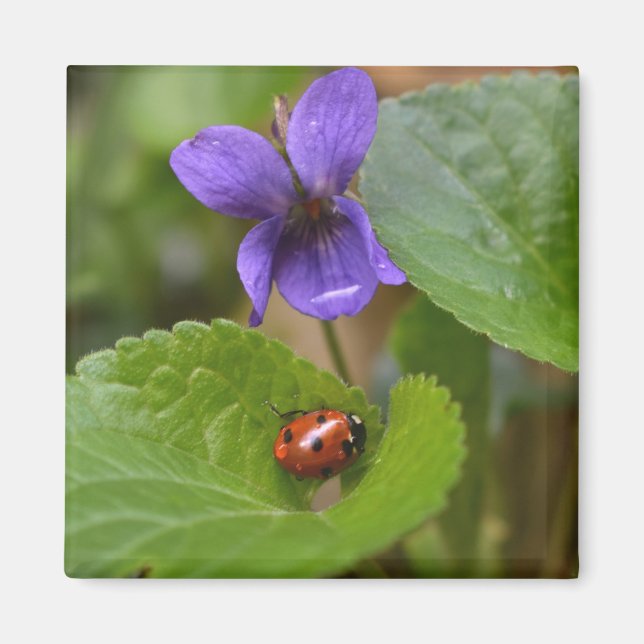 Imán Ladybug sobre las dulces flores violetas (Frente)