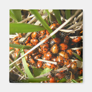 Imán Ladybugs (Coccinellidae)