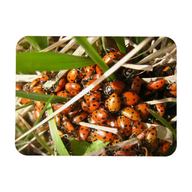 Imán Ladybugs (Coccinellidae) (Horizontal)
