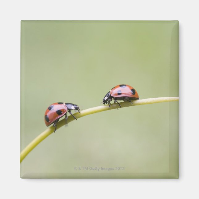Imán Ladybugs on stem, Biei, Hokkaido (Japón) (Frente)