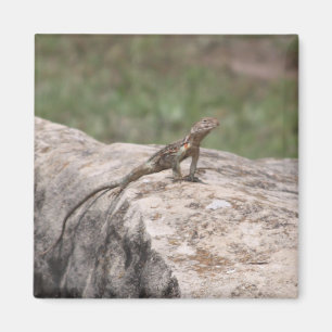 Imán Lagarto