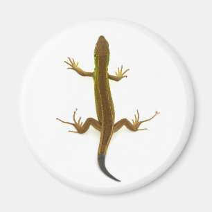 Imán lagarto