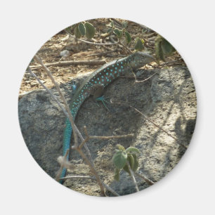 Imán Lagarto de cola de látigo de Aruba Fotografía de a