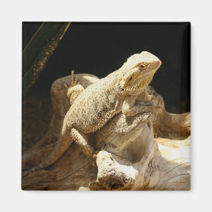 Imán Lagarto de dragón barbudo