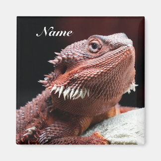 Imán Lagarto Dragón Barbudo Rojo Adulto Personalizado