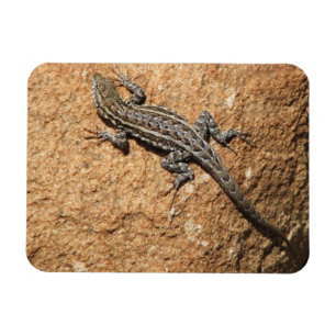 Imán Lagarto en roca