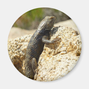 Imán Lagarto Espinoso de Dorso Amarillo en Joshua Tree