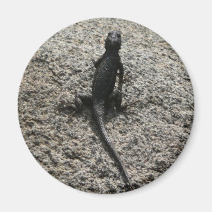 Imán Lagarto Negro