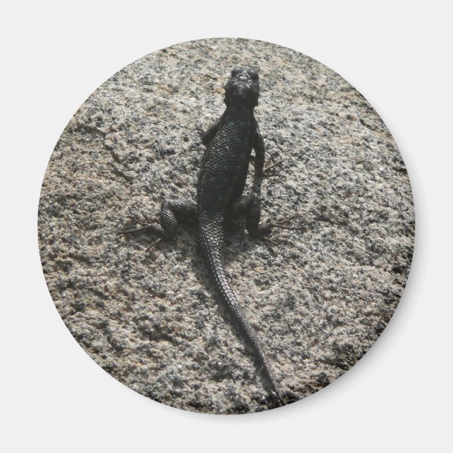 Imán Lagarto Negro (Frente)