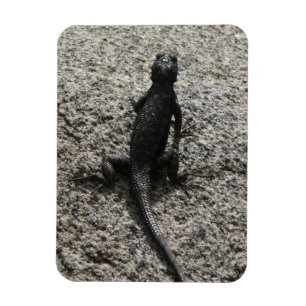 Imán Lagarto Negro