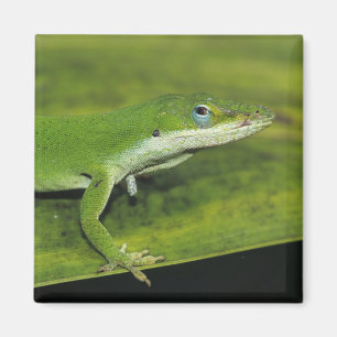 Imán Lagarto verde, Anolis carolinensis, adulto en palm