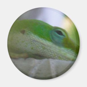 Imán Lagarto verde de Anole