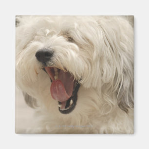 Imán Lago de las maderas, Ontario, Canadá