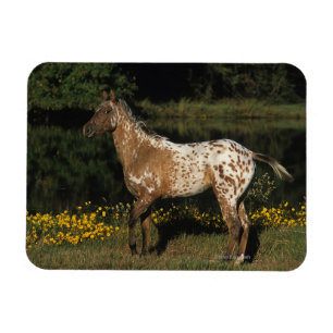 Imán Lago que hace una pausa horse del Appaloosa