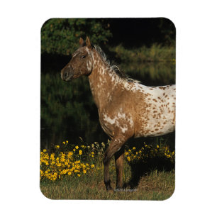 Imán Lago que hace una pausa horse del Appaloosa