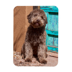 Imán Lagotto Romagnolo Esperando Junto a una Puerta Azu