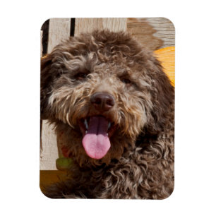 Imán Lagotto Romagnolo que miente en un banco de madera