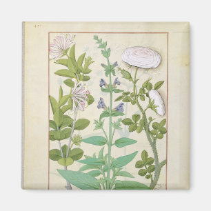 Imán Lágrima de miel, salvia y Rosa