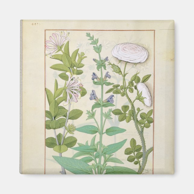 Imán Lágrima de miel, salvia y Rosa (Frente)