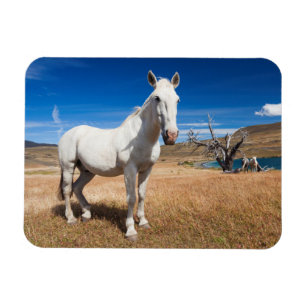 Imán Laguna Azul, paisaje con caballos